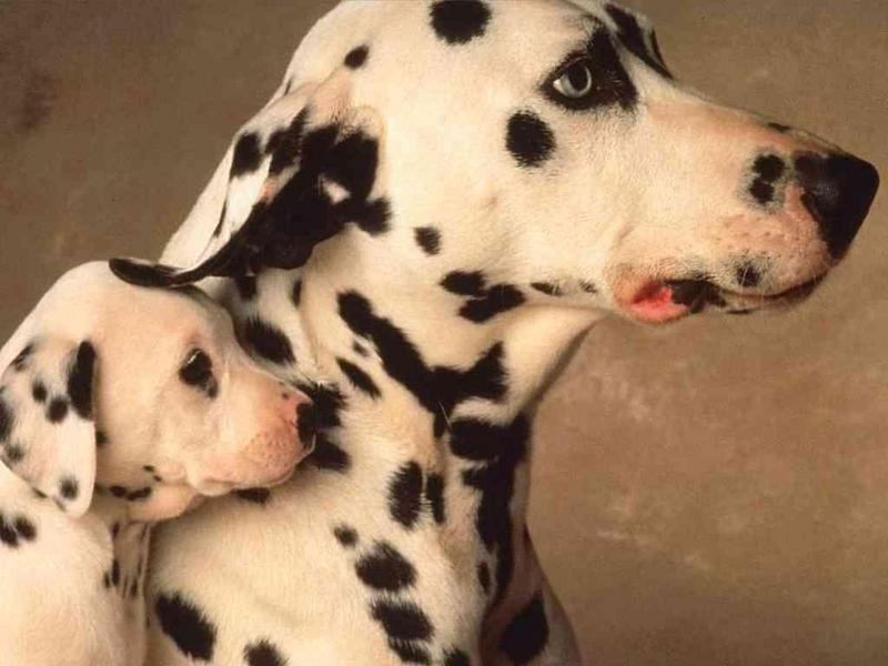 1024 - Dalmatian Dogs-by RoseBud.jpg