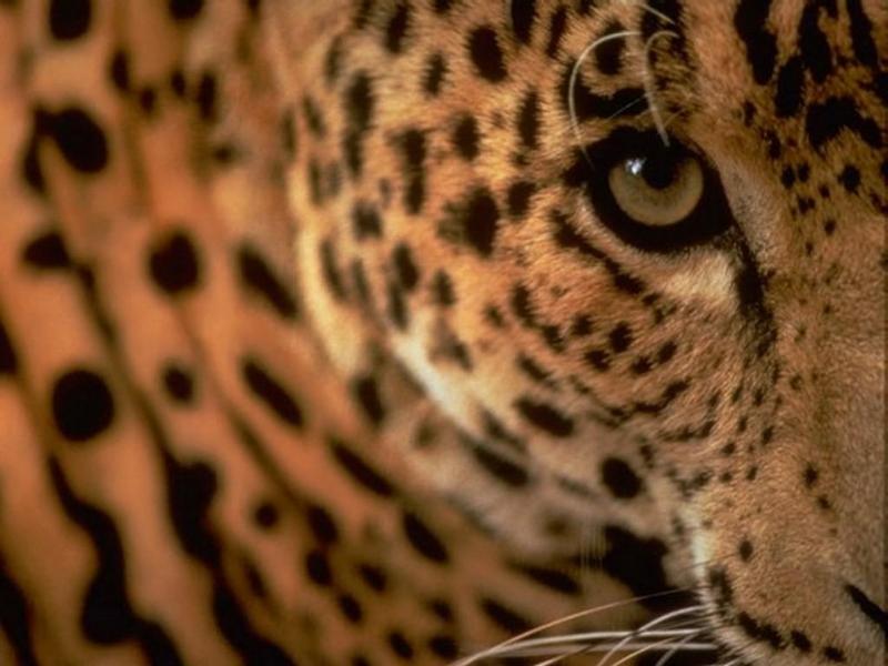 1024 - Leopard-by RoseBud.jpg