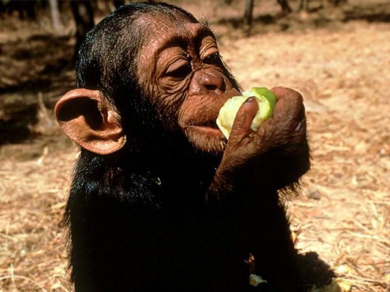 1024 - Little Monkey-Chimpanzee-by RoseBud.jpg