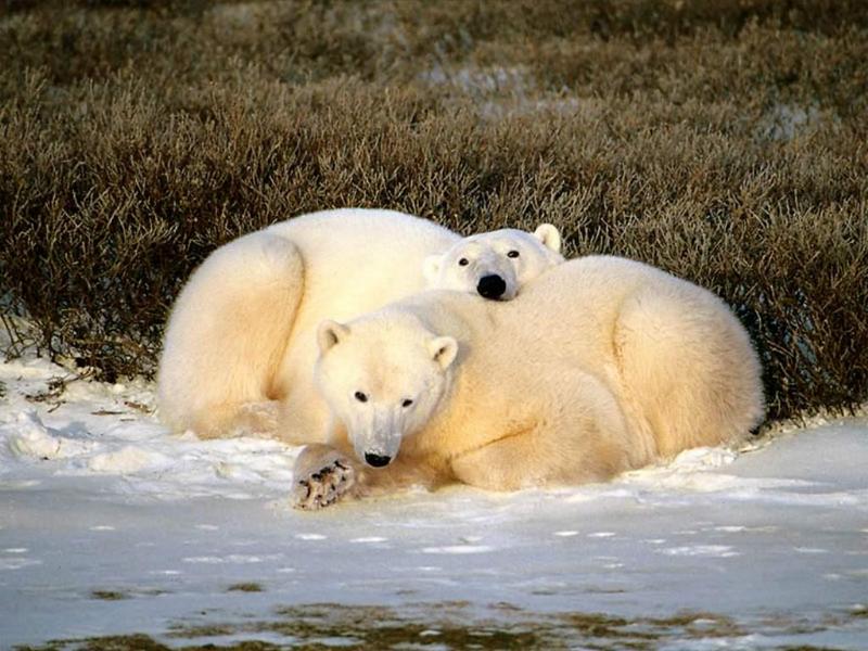 1024 - Polar Bears-by RoseBud.jpg