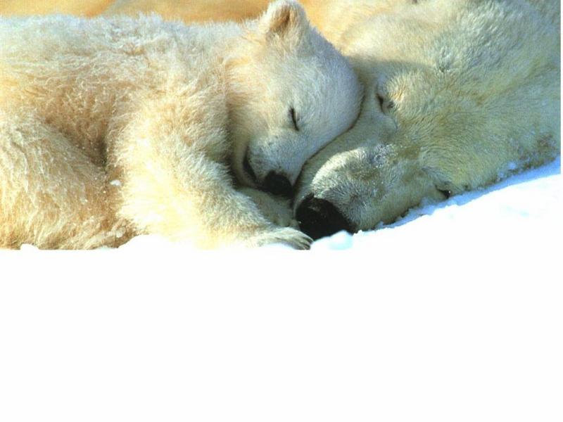 1024 - Polar Bears Sleeping-by RoseBud.jpg