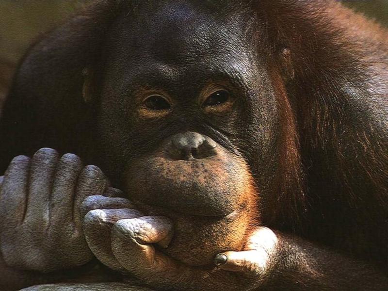 1024 - monkey-Orangutan-by RoseBud.jpg