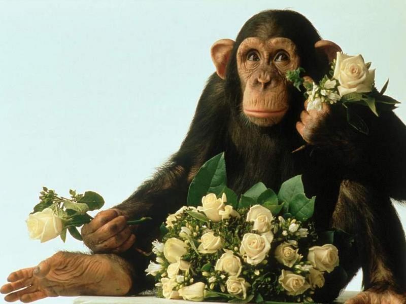 1024 - monkey rose-Chimpanzee-by RoseBud.jpg
