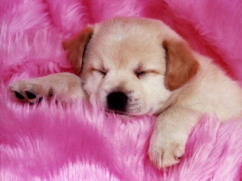 1024 - puppie-Sleeping Puppy-by RoseBud.jpg