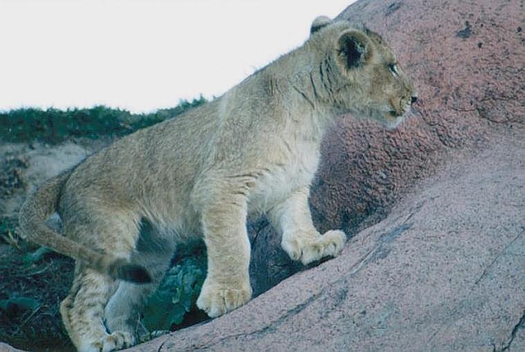 1107-African Lion Cub-by Art Slack.jpg