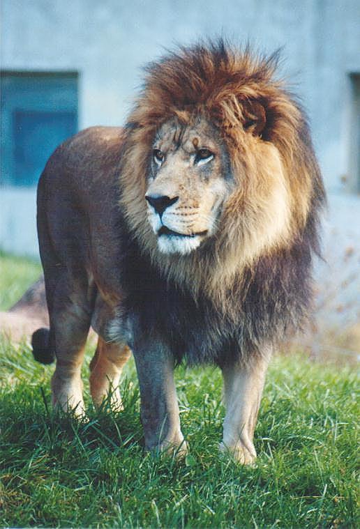1110-African Lion Male-by Art Slack.jpg