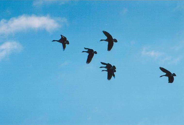 1112-Canada Goose-geese in flight-by Art Slack.jpg