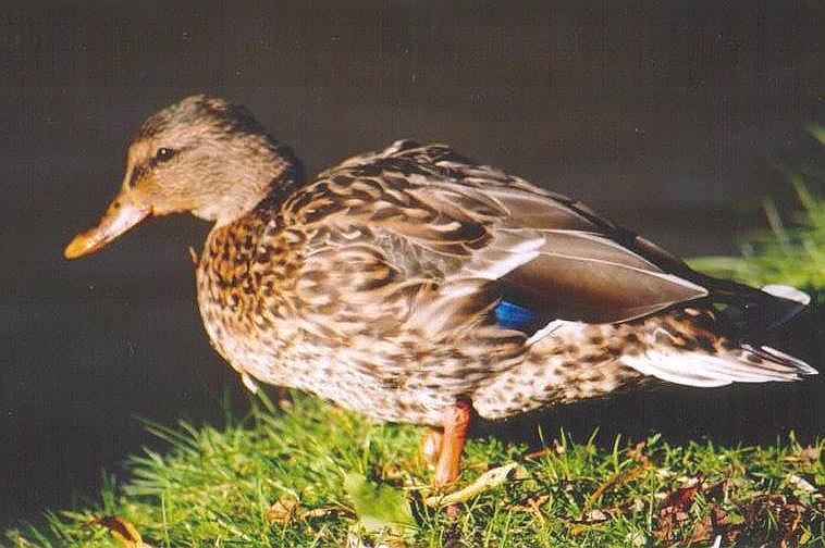 1113-Mallard Duck-by Art Slack.jpg