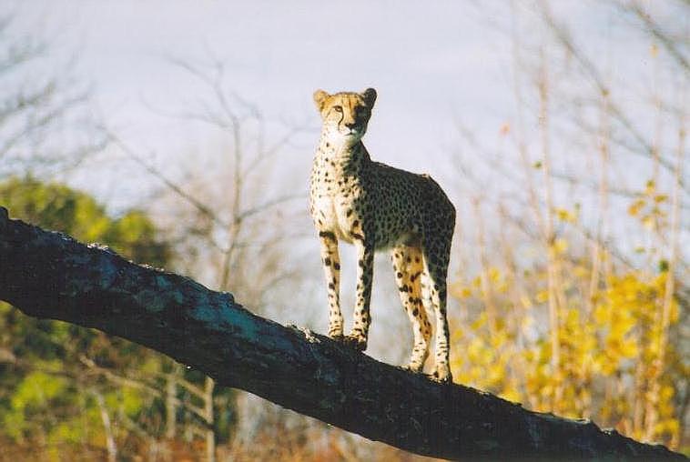 1114-Cheetah-by Art Slack.jpg