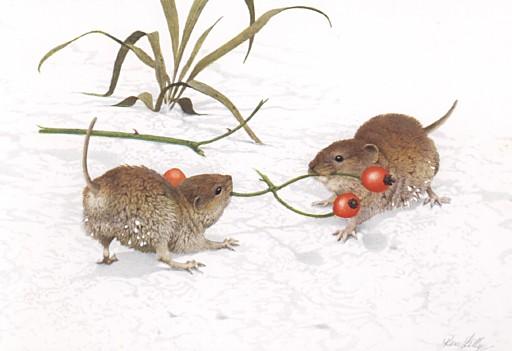 1xmas-mouse-2 mice fighting for cherry-by Fiona Anderson.jpg