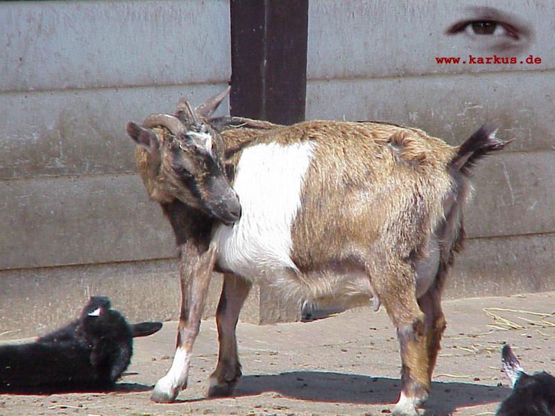 21-006-Domestic Goats-by Sebastian Karkus.jpg