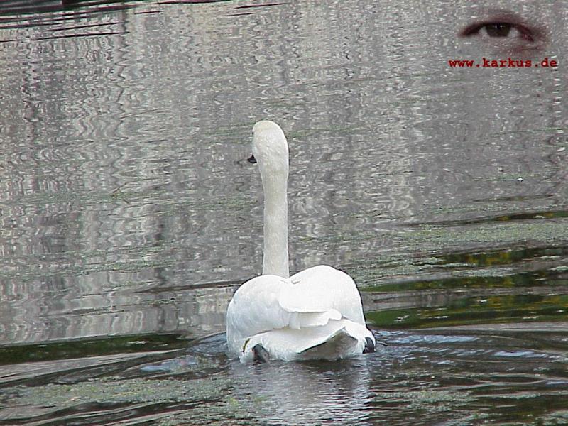 21-007-Mute Swan-by Sebastian Karkus.jpg