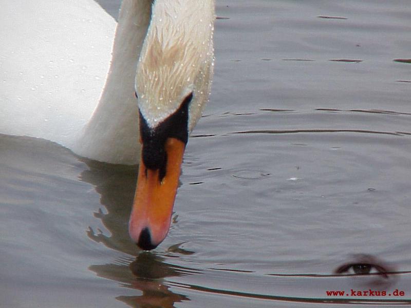 22-001-Mute Swan-by Sebastian Karkus.jpg