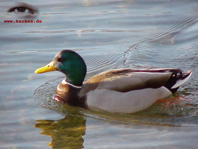 22-002-Mallard Duck-by Sebastian Karkus.jpg