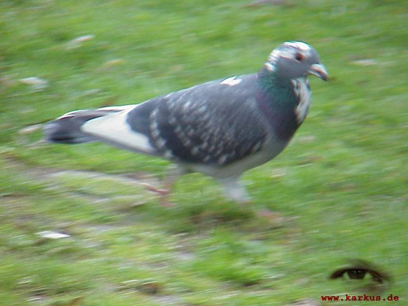 22-004-Feral Pigeon-by Sebastian Karkus.jpg