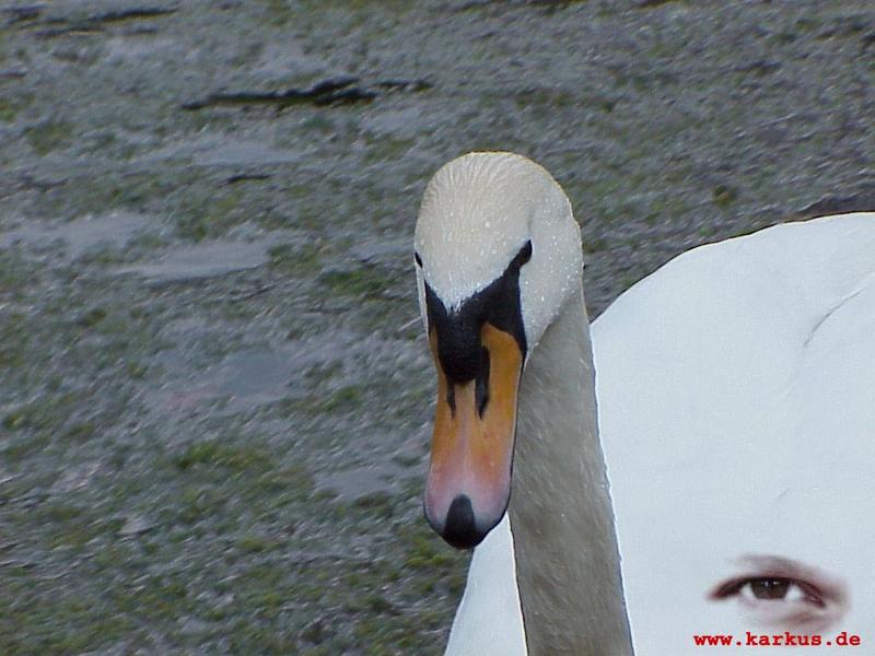 22-005-Mute Swan-by Sebastian Karkus.jpg