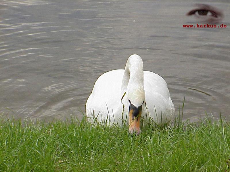 22-007-Mute Swan-by Sebastian Karkus.jpg