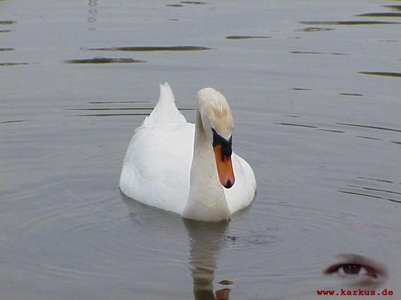 22-008-Mute Swan-by Sebastian Karkus.jpg