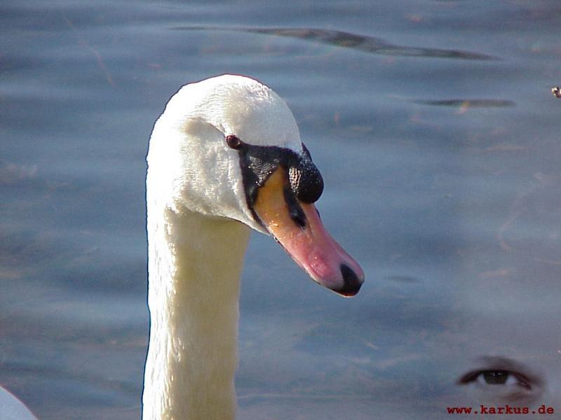 22-009-Mute Swan-by Sebastian Karkus.jpg