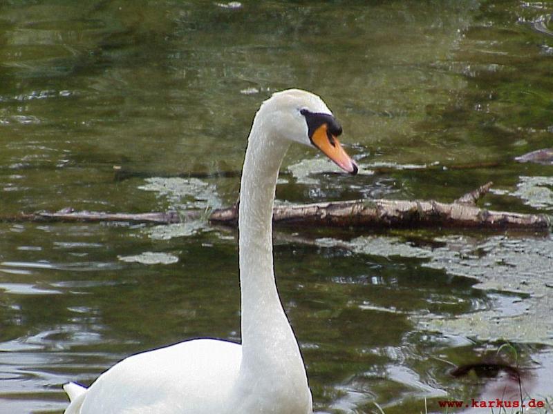 22-011-Mute Swan-by Sebastian Karkus.jpg