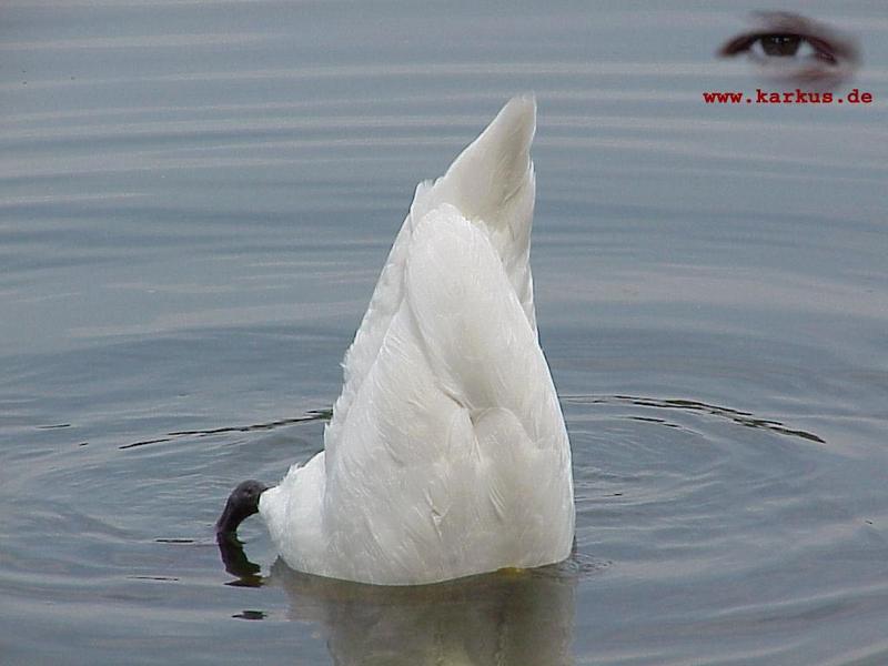 22-012-Mute Swan-by Sebastian Karkus.jpg