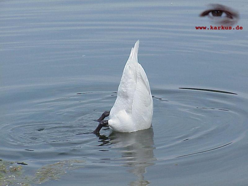 22-013-Mute Swan-by Sebastian Karkus.jpg