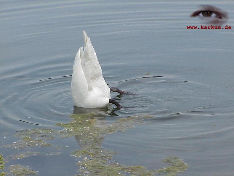 22-014-Mute Swan-by Sebastian Karkus.jpg