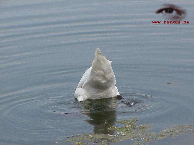 22-015-Mute Swan-by Sebastian Karkus.jpg