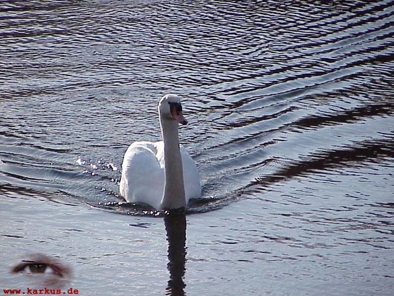 22-016-Mute Swan-by Sebastian Karkus.jpg