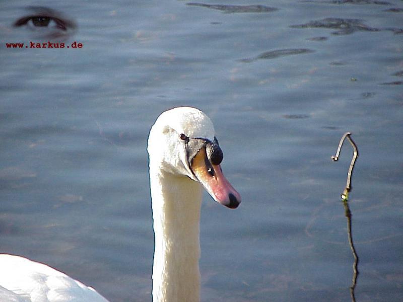 22-017-Mute Swan-by Sebastian Karkus.jpg