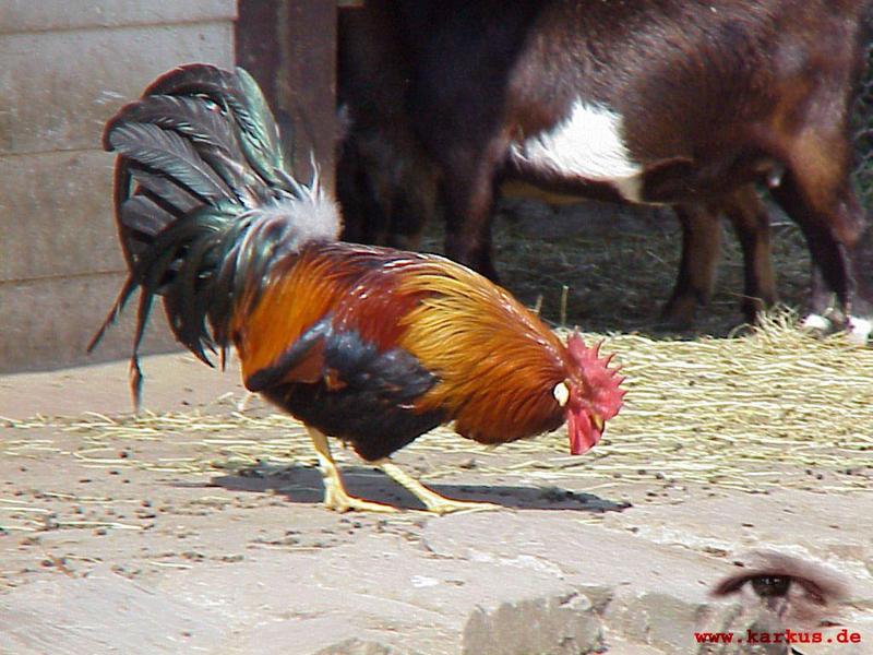 22-022-Domestic Chicken rooster-by Sebastian Karkus.jpg