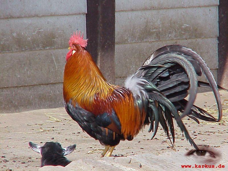 22-023-Domestic Chicken rooster-by Sebastian Karkus.jpg