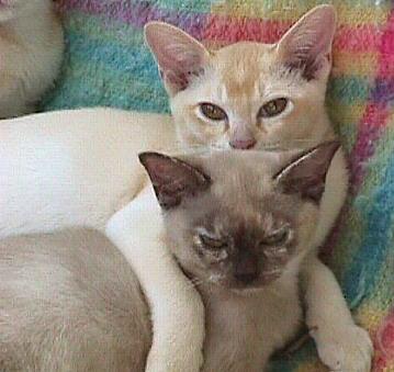 220733-Red Burmese and Tortoiseshell House Cats-by Frank and Heidi Schulz.jpg