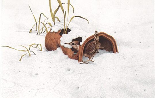 2xmas-House Wren-on snow-by Fiona Anderson.jpg