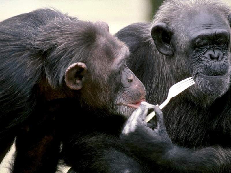 800 - Chimpance-Chimpanzees-by RoseBud.jpg