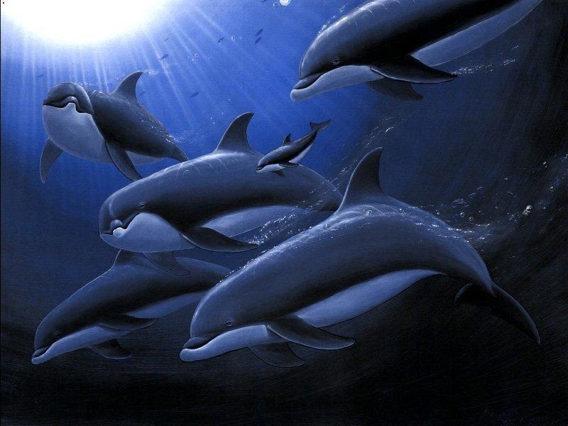 800 - Dauphins-Dolphins-by RoseBud.jpg