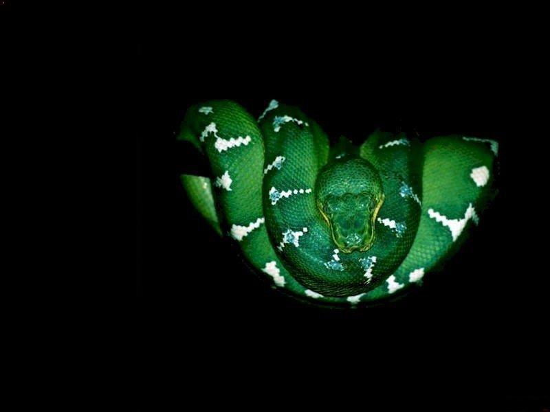 800 - Green snake-Emerald Tree Boa-by RoseBud.jpg