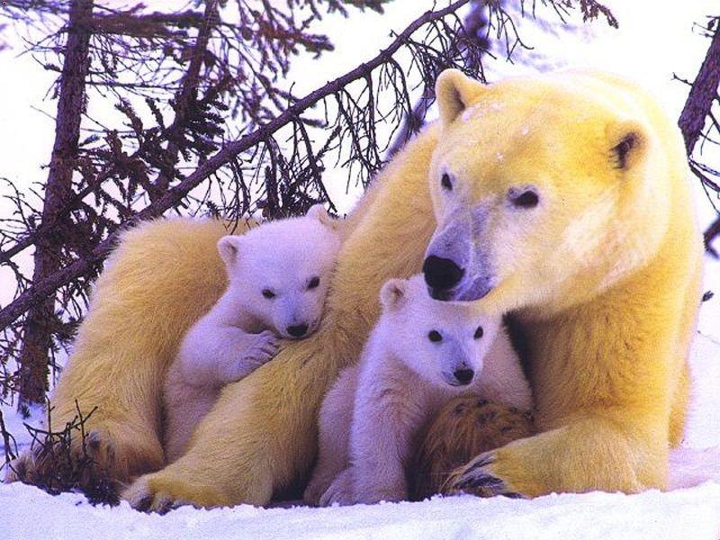 800 - Polar Bears-by RoseBud.jpg