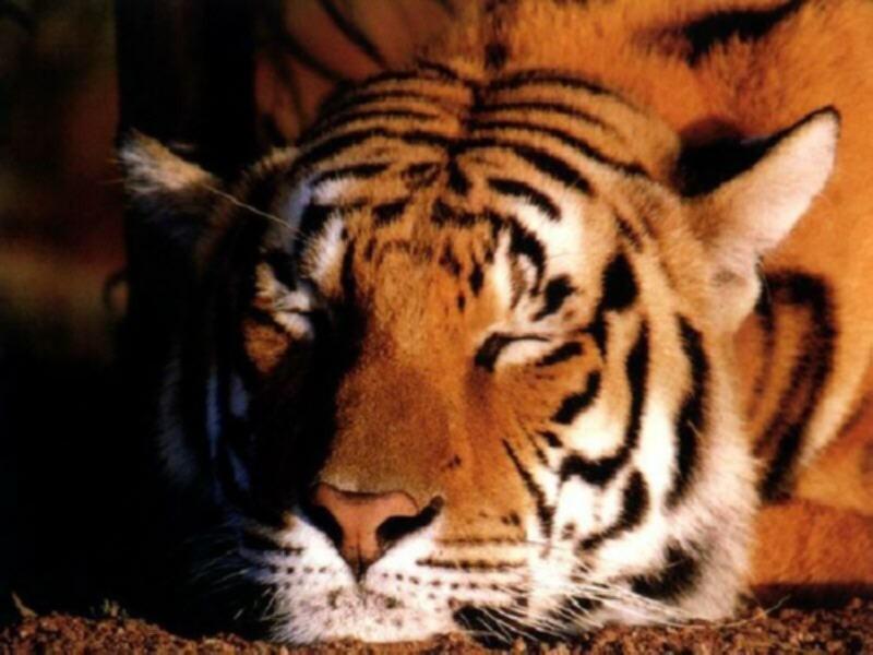 800 - Sleeping tiger-by RoseBud.jpg