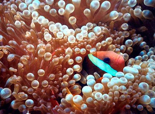 85-Clownfish-at Koh Tao Thailand-by Steve Kramer.jpg