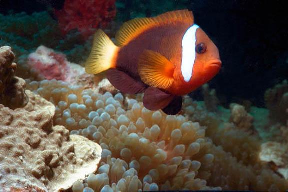 86-Anemonefish-from Bali-by Steve Kramer.jpg