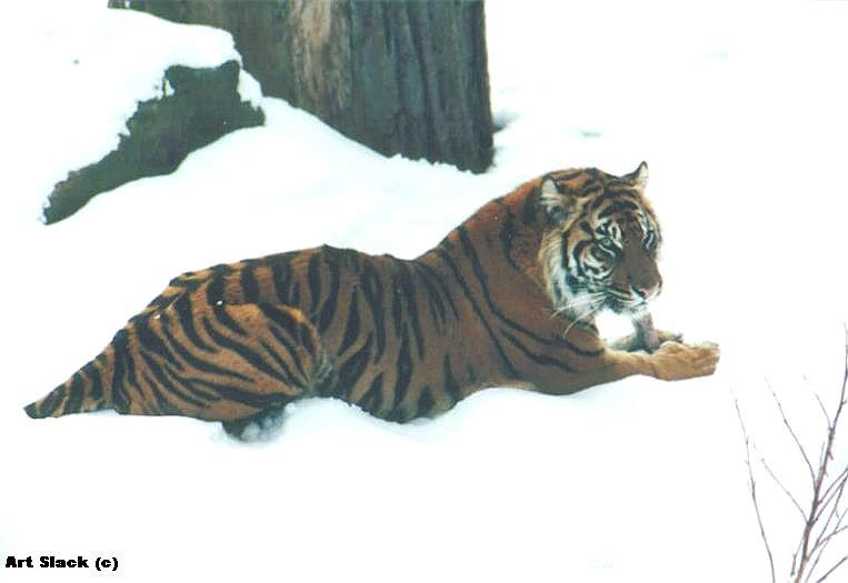 A00343-Siberian Tiger-by Art Slack.jpg