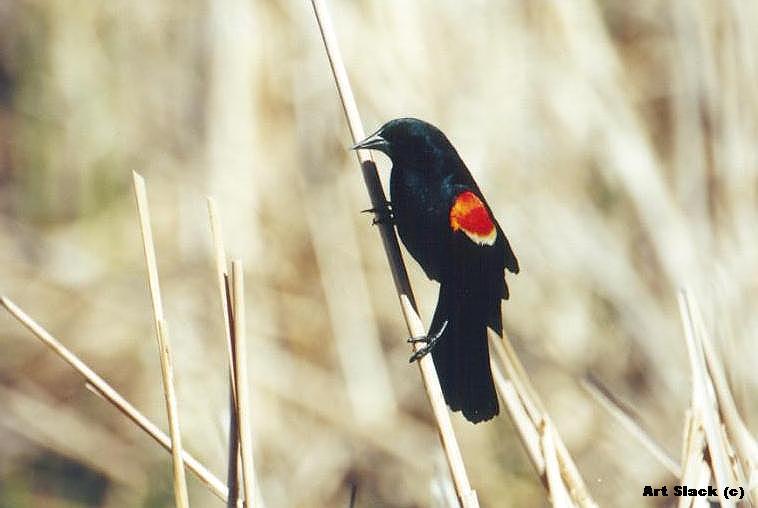 A00536-Red-winged Blackbird-by Art Slack.jpg