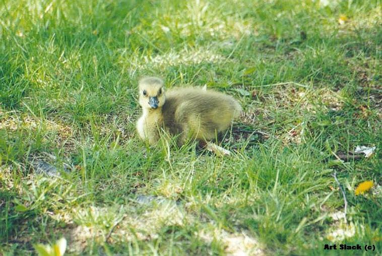 A00545-Canada Goose gosling-by Art Slack.jpg