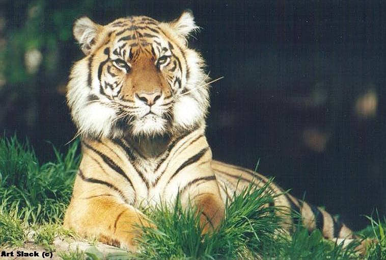 A00574-Tiger-by Art Slack.jpg