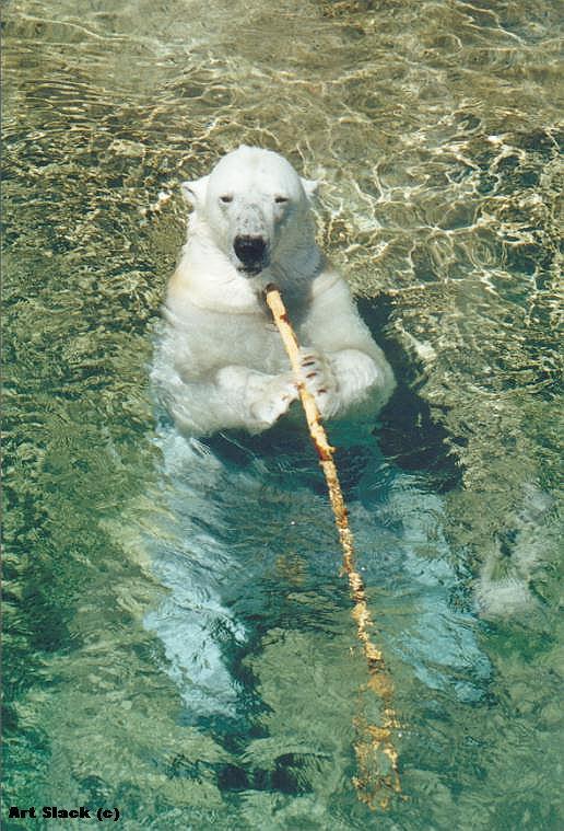 A00581-Polar Bear-by Art Slack.jpg
