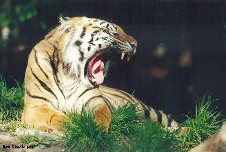 A00605-Tiger-by Art Slack.jpg