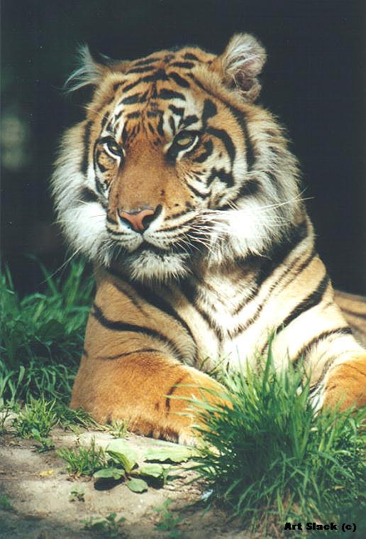 A00692-Tiger-by Art Slack.jpg