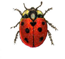 Aci50384-Ladybug-Painting-by Linda Bucklin.jpg