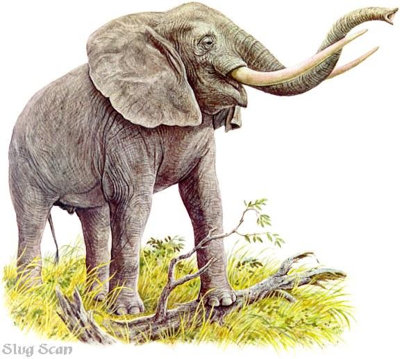African Elephant67-Art by Hermann Fey-Scan by Reiner Richter.jpg